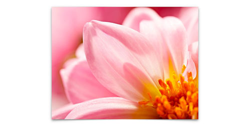 Close-up of pink flower