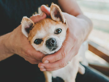 Low section of person holding puppy