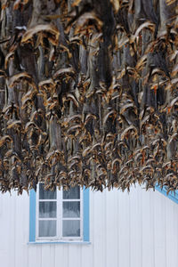 Stockfish, unsalted fish hanging to dry in reine, lofoten, norway, europe