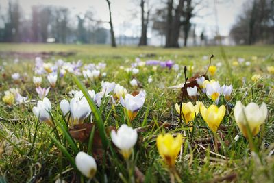 Close-up of white flowers blooming in field