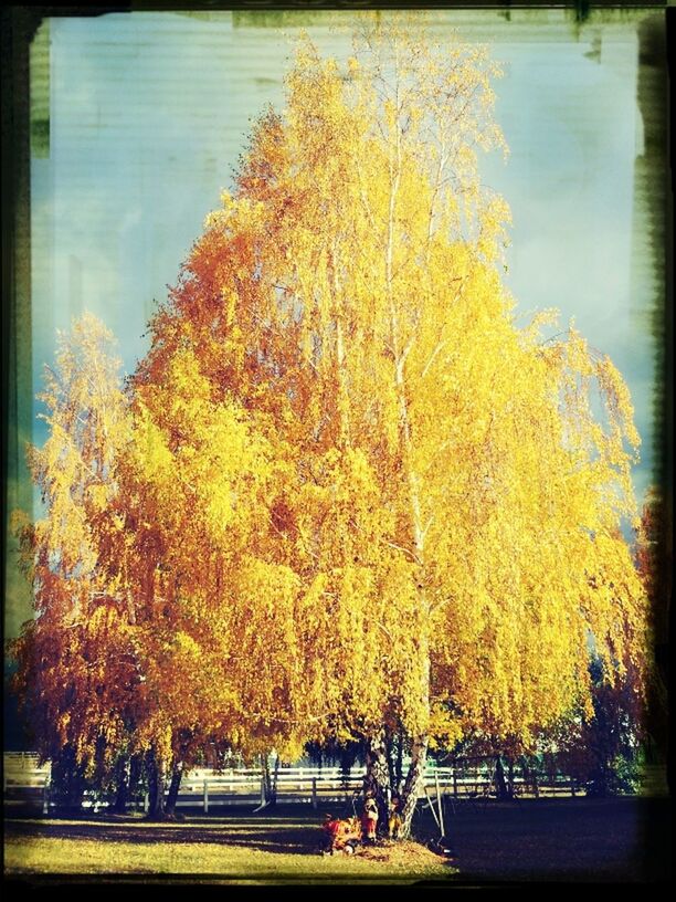 transfer print, tree, auto post production filter, autumn, change, beauty in nature, park - man made space, season, nature, tranquility, growth, branch, tranquil scene, scenics, water, park, lake, outdoors, sky, day