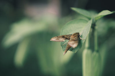 Close-up of bird flying