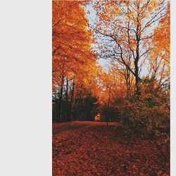 Trees in autumn