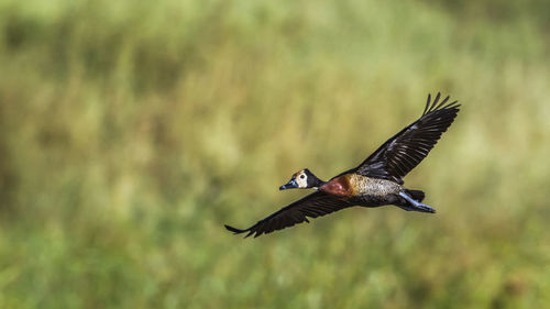 View of bird flying