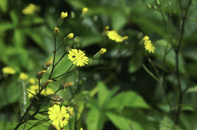 Close-up of flowering plant on field