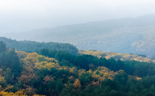 High angle view of trees in forest