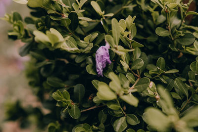 Close-up of purple flowering plant