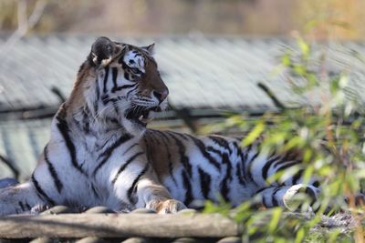 Tiger relaxing outdoors