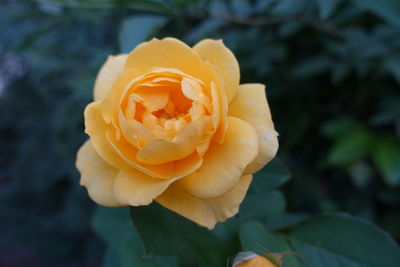 Close-up of rose flower