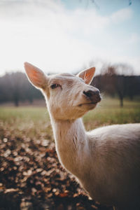 Close-up of a deer on land