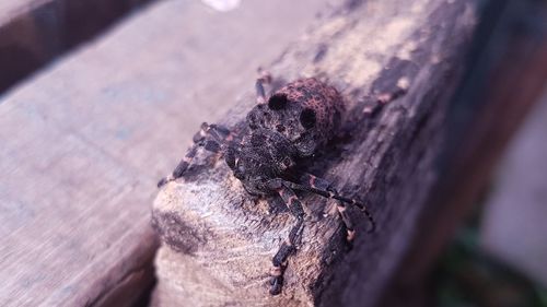 Close-up of caterpillar on tree trunk