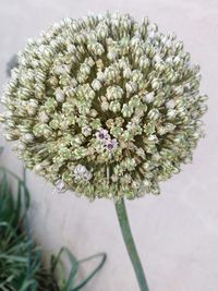 Close-up of flowers