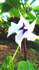 Close-up of purple flowering plant