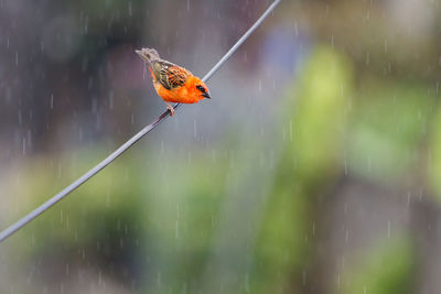 Close-up of bird perching on cable during rainfall
