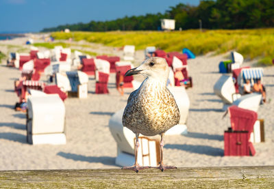 Close-up of seagull perching on retaining wall