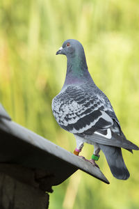 Close-up of bird perching on railing