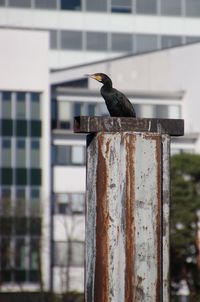 Close-up of bird perching on wooden post