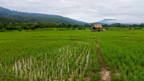 Scenic view of agricultural field against sky