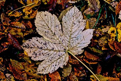 Close-up of leaves