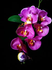 Close-up of purple flower against black background