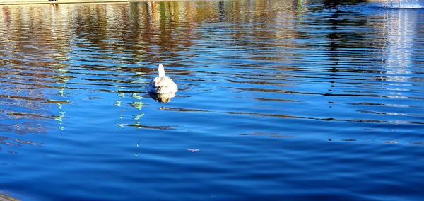 Bird swimming in lake