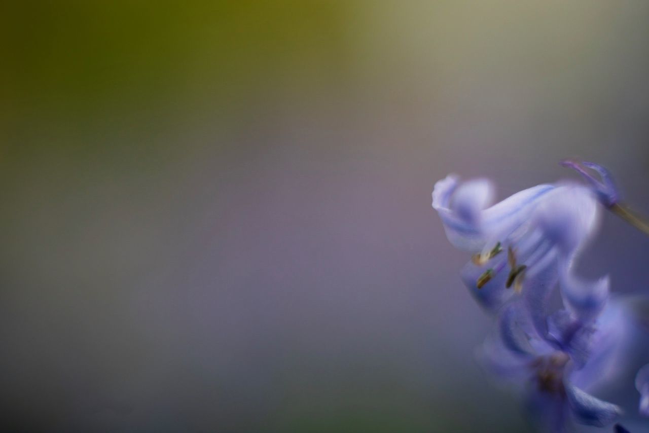 CLOSE-UP OF PURPLE FLOWERING PLANTS