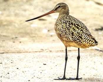 Close-up of bird