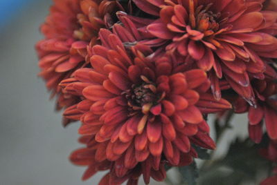 Close-up of dahlia blooming outdoors