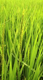 Full frame shot of wheat field