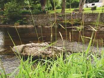 Grass in water