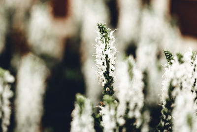 Close-up of white flowering plant on field