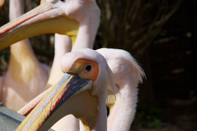 Close-up of bird