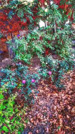 Full frame shot of multi colored tree