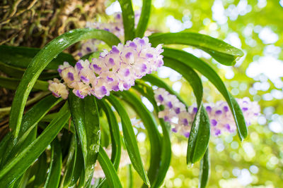 Close-up of purple flowering plant