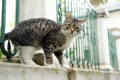 Portrait of a cat