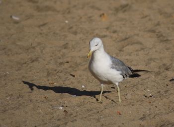 Seagull walking on the sand of a beach
