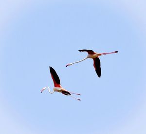 Low angle view of birds flying in sky
