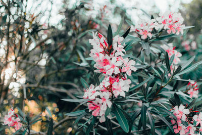 Close-up of pink flowering plant in park