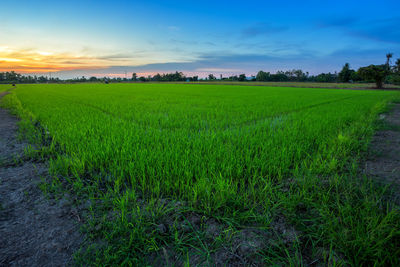 Scenic view of rice field against sky