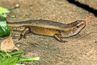 High angle view of lizard
