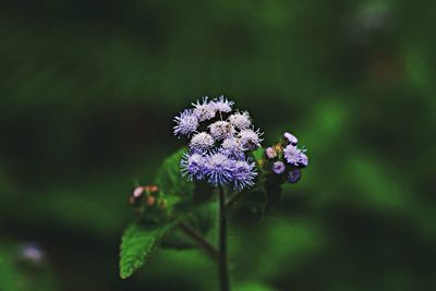 Close-up of purple flowers