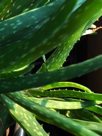 Close-up of leaves on plant