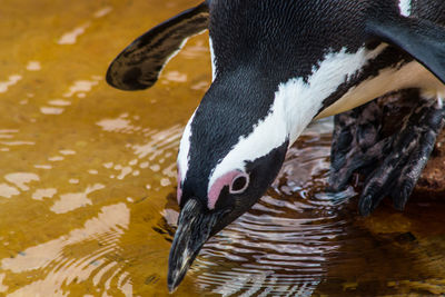 Close-up of penguin by lake