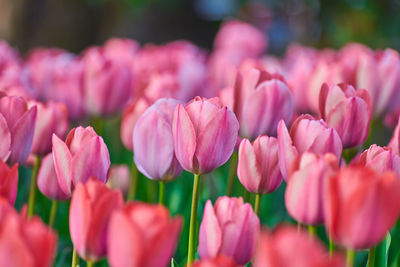 Close-up of pink tulips