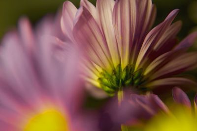 Close-up of pink flowers