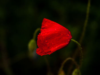 Close-up of red rose