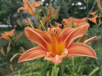 Close-up of orange day lily