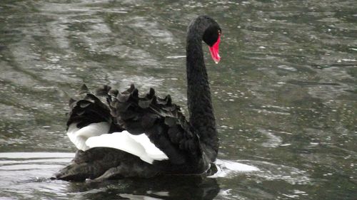 Swan swimming in lake