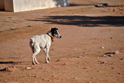 Dog on sand