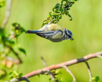 Close-up of bird perching on a branch